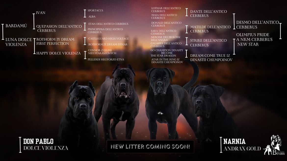 FCI Cane Corso