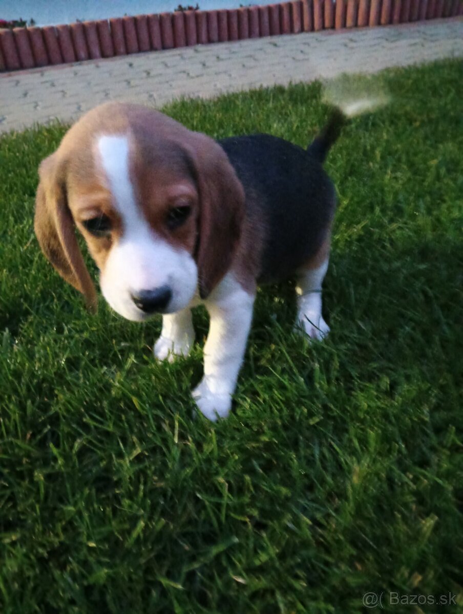 Bigel / Beagle