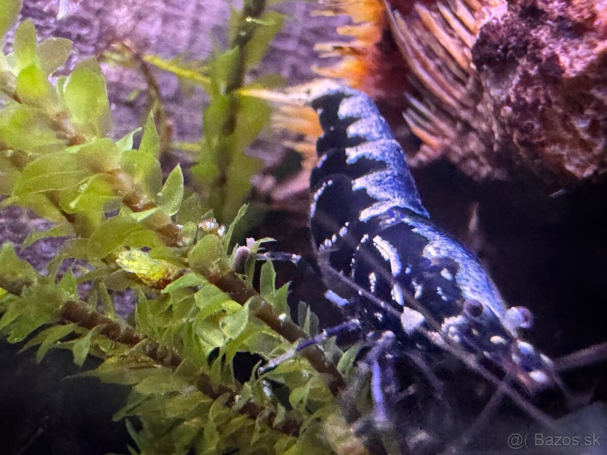 Caridina Black Galaxy Fishbone