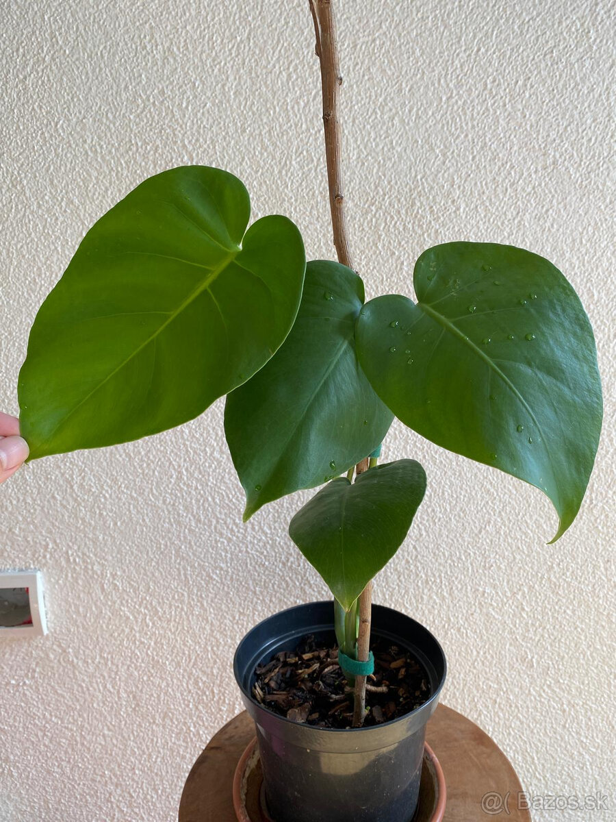 Monstera deliciosa7