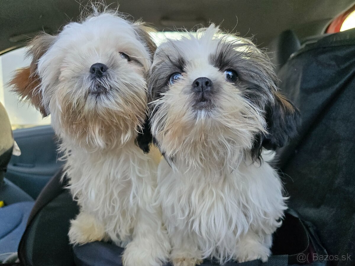 Mini Shi-tzu