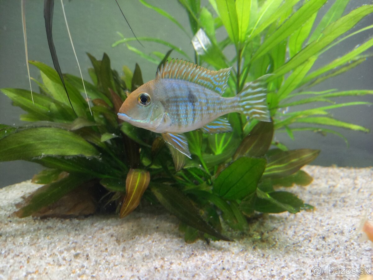 Geophagus tapajos Red head