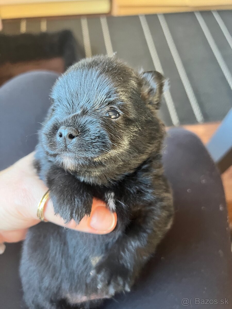 Šteniatka mini pomeranian do 2,5 kg