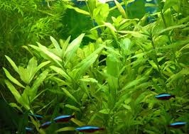 Hygrophila polysperma