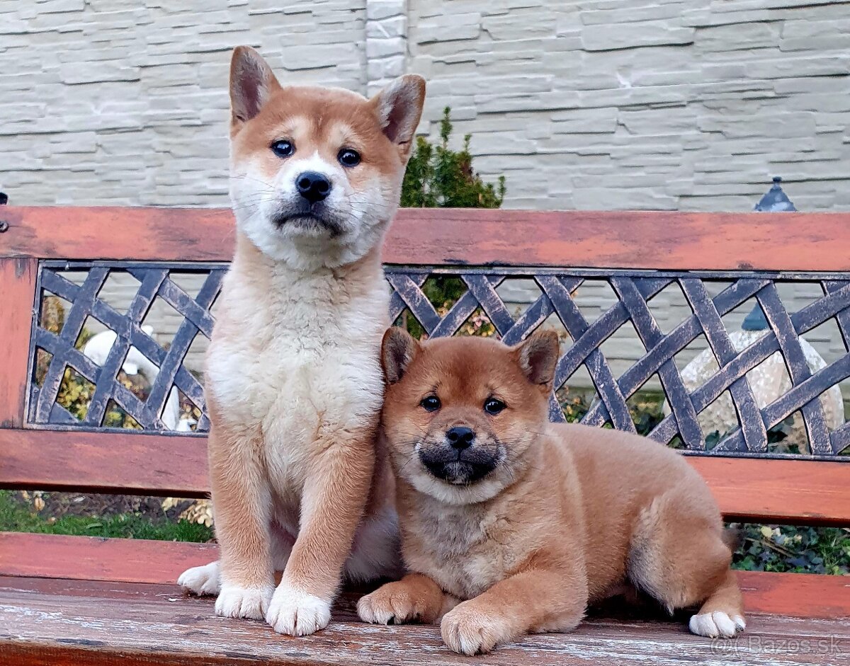 Shiba inu