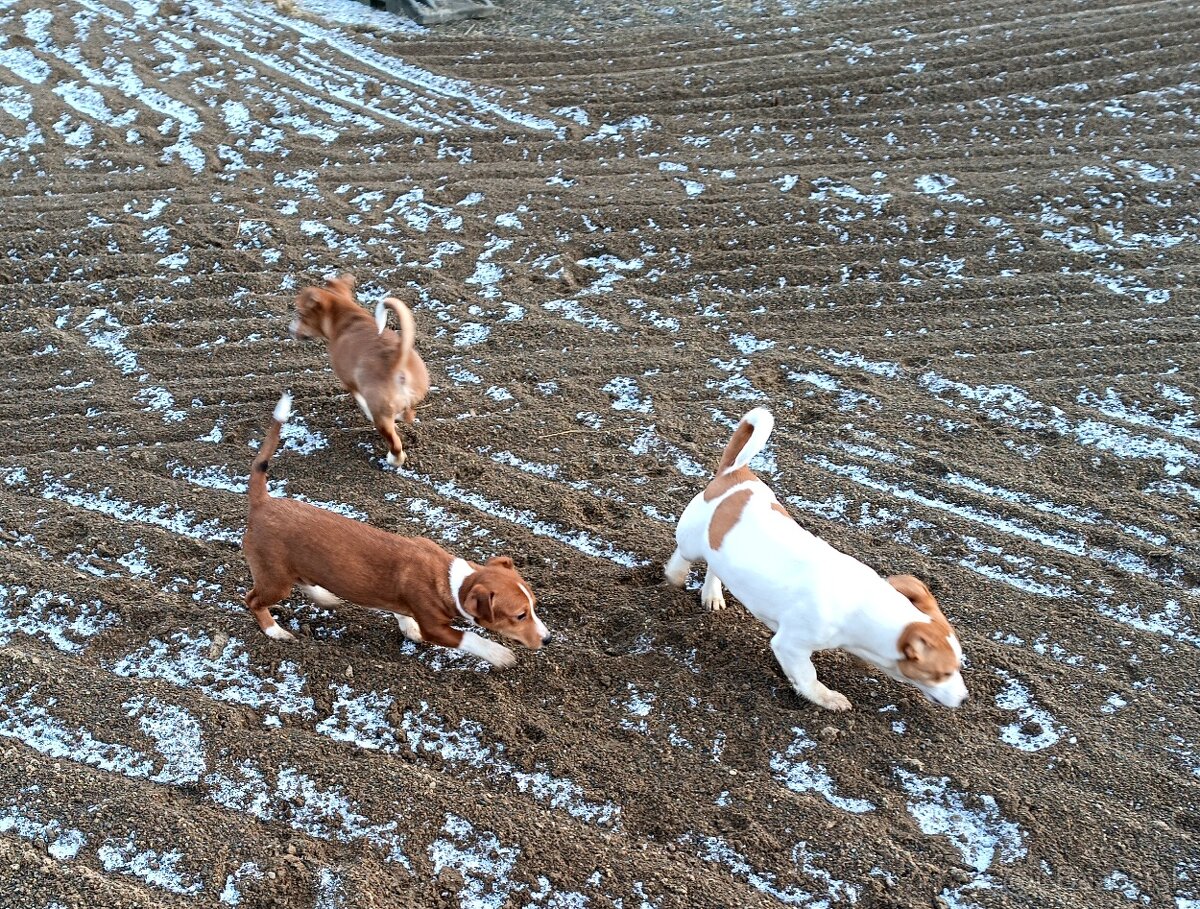 Predám šteniatka Jack Russell teriér