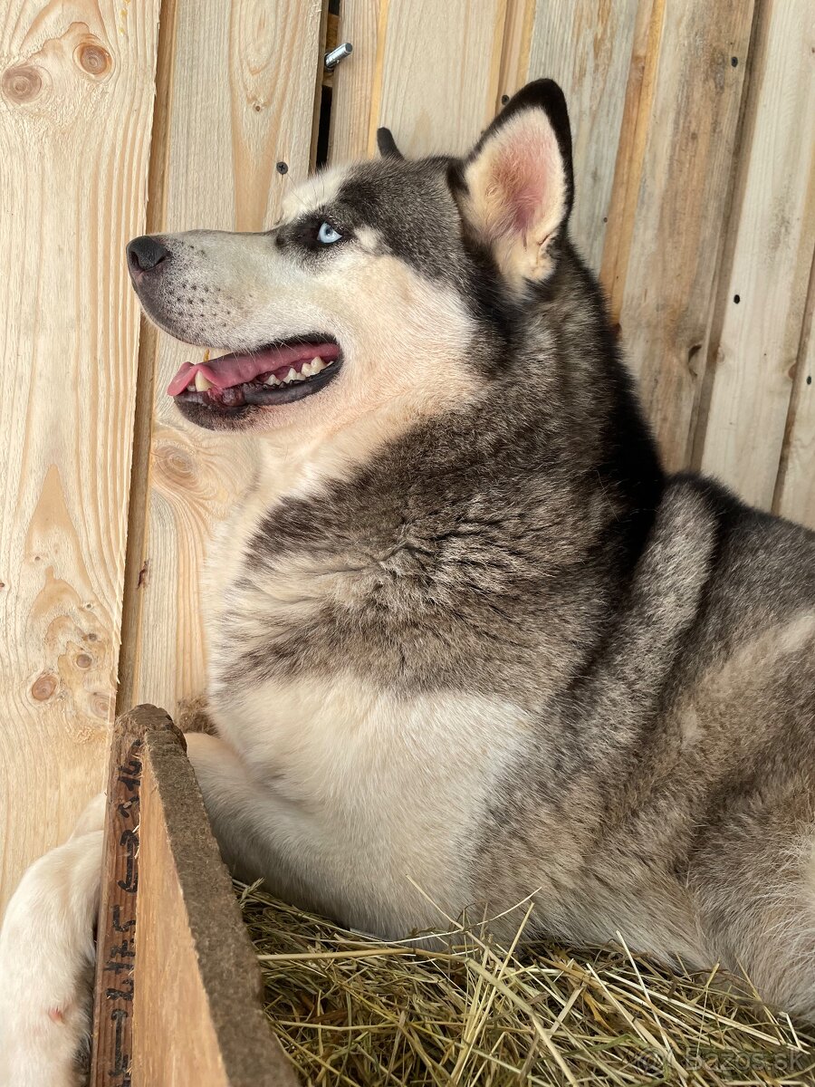 Sibírsky Husky