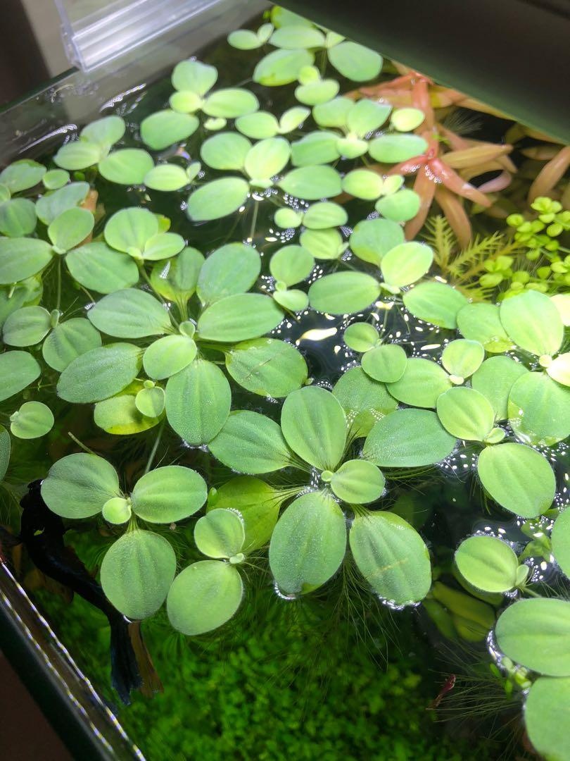 Pistia stratiotes - Pistia rezavková