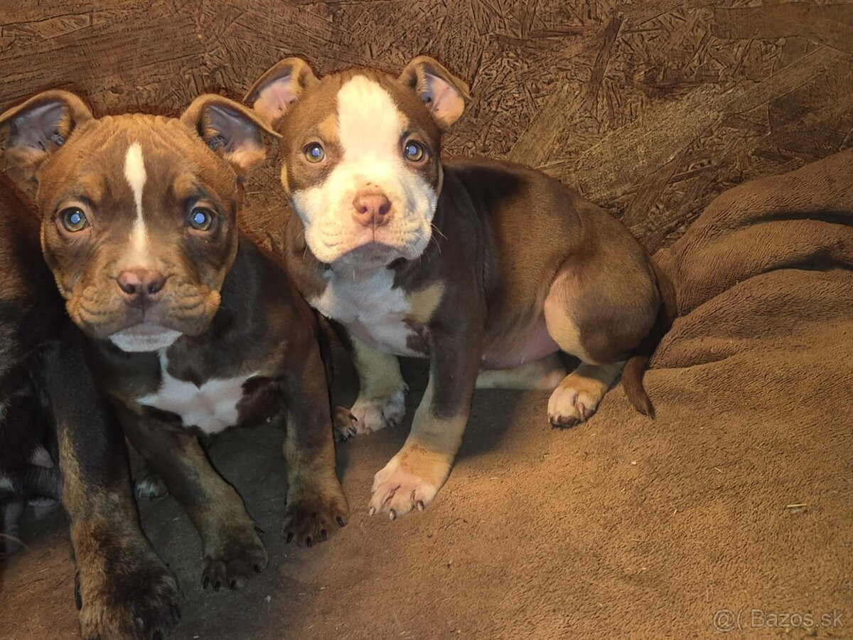 American bully pocket