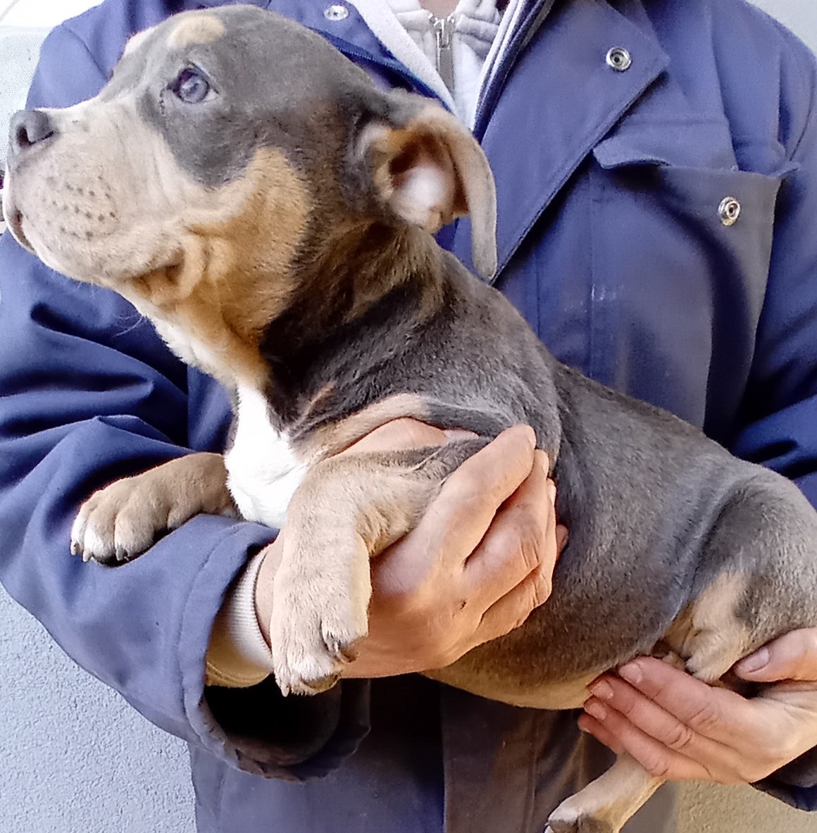 American bully poket