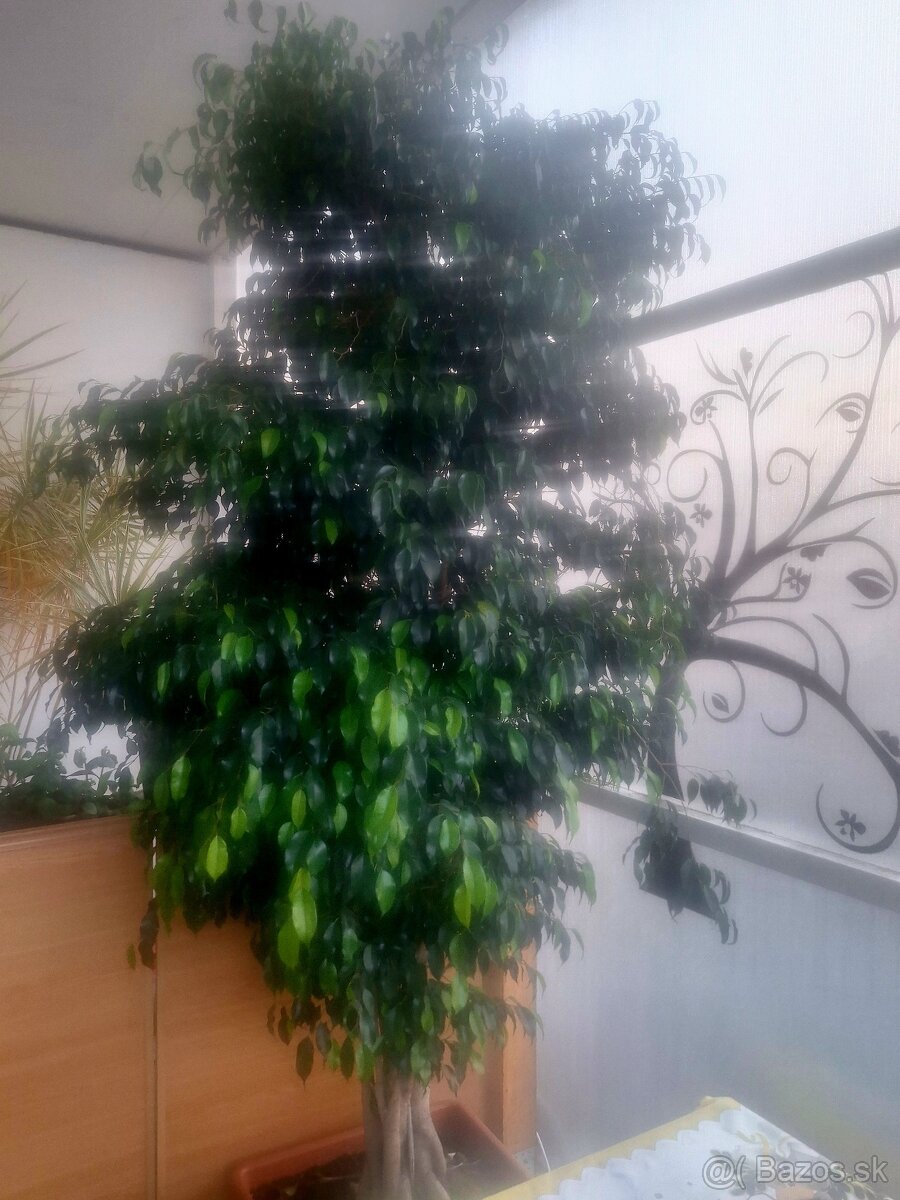 Predáme 3m ficus benjamin