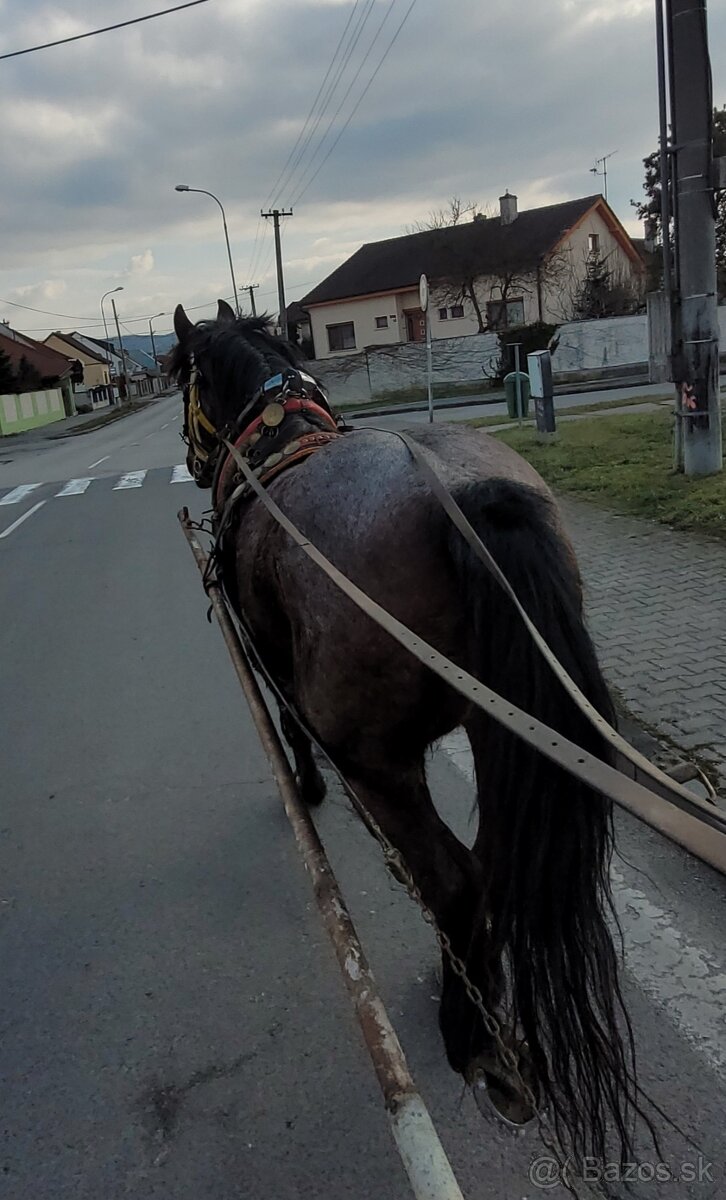 Predám ťažného valacha s PAPIERMI má plný pôvod