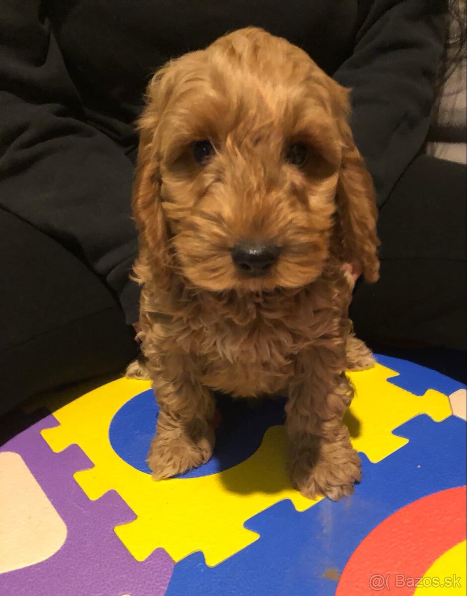 Cockapoo +36209877091