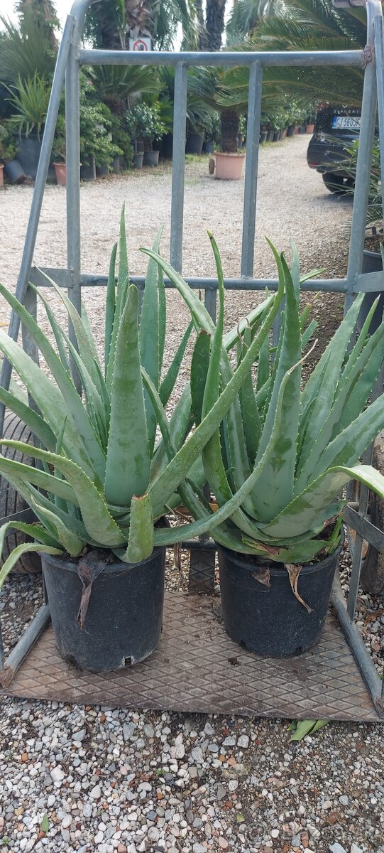 ALOE VERA