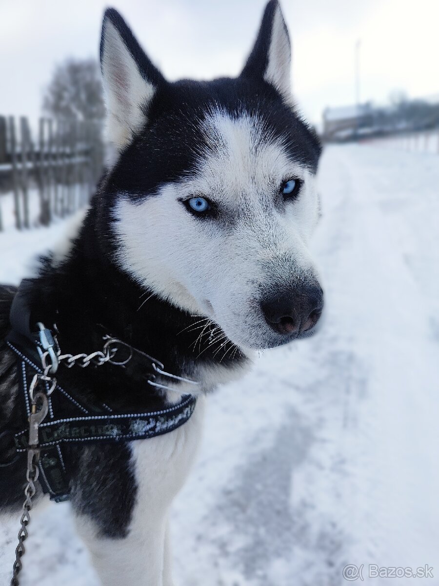 Husky na krytie