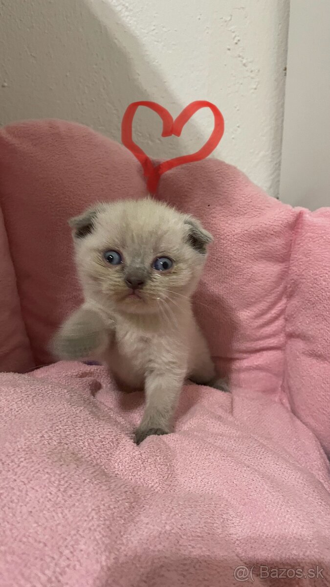 Škótska klapouchá mačka scottish fold-straight mačiatka