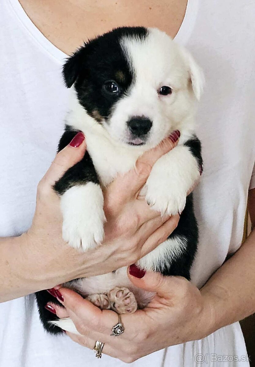 Prodám štěňata Welsh Corgi Cardigan s PP