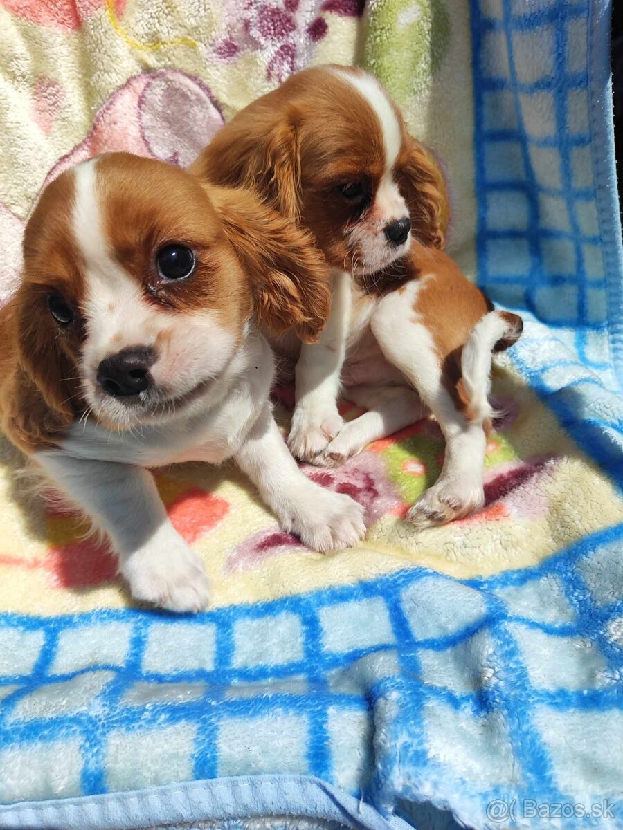 Cavalier, Cavalier king charles spaniel, Kavalier