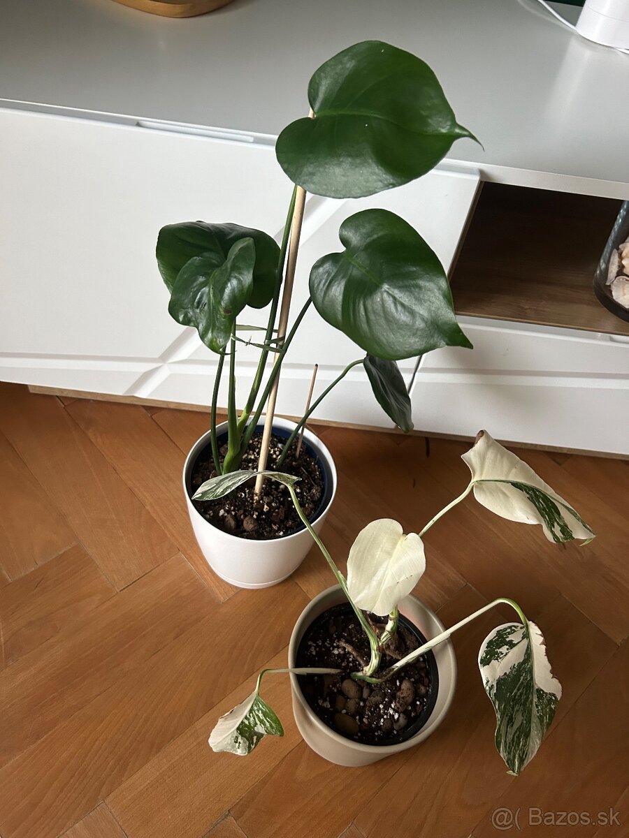 Monstera deliciosa / albo variegated