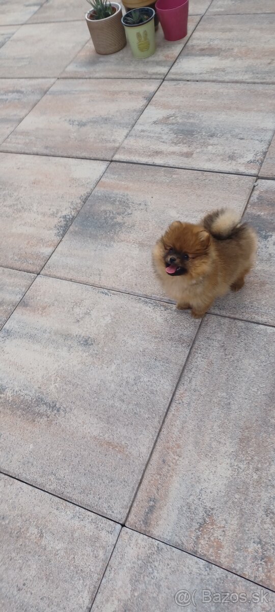 Nemecky spic pomeranian