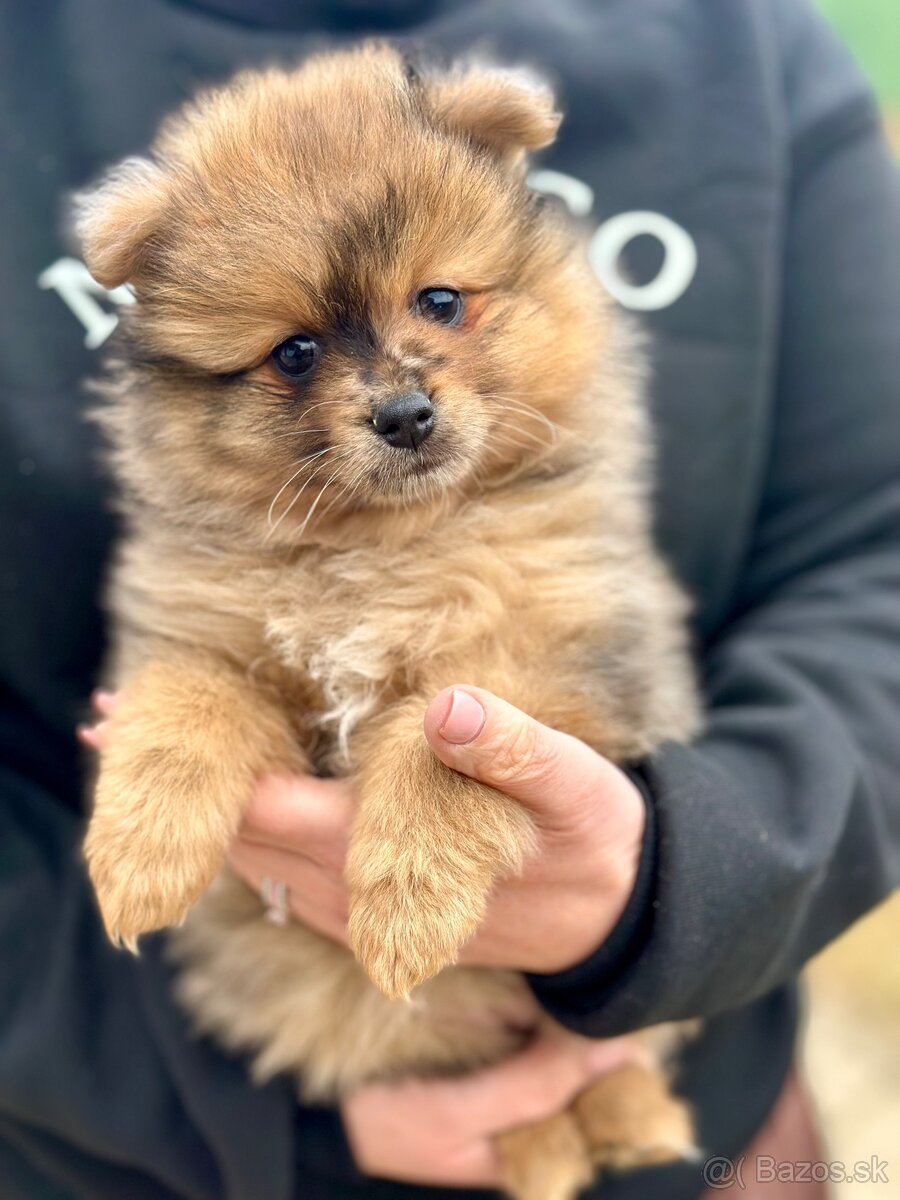 Pomeranian Trpazličí Špic - MERLE