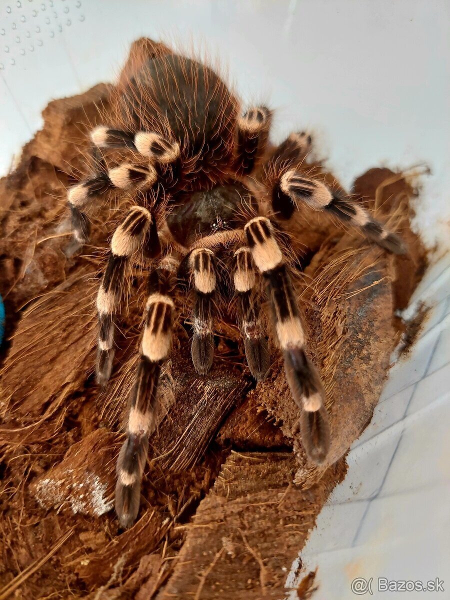 Acanthoscurria Geniculata (samička)