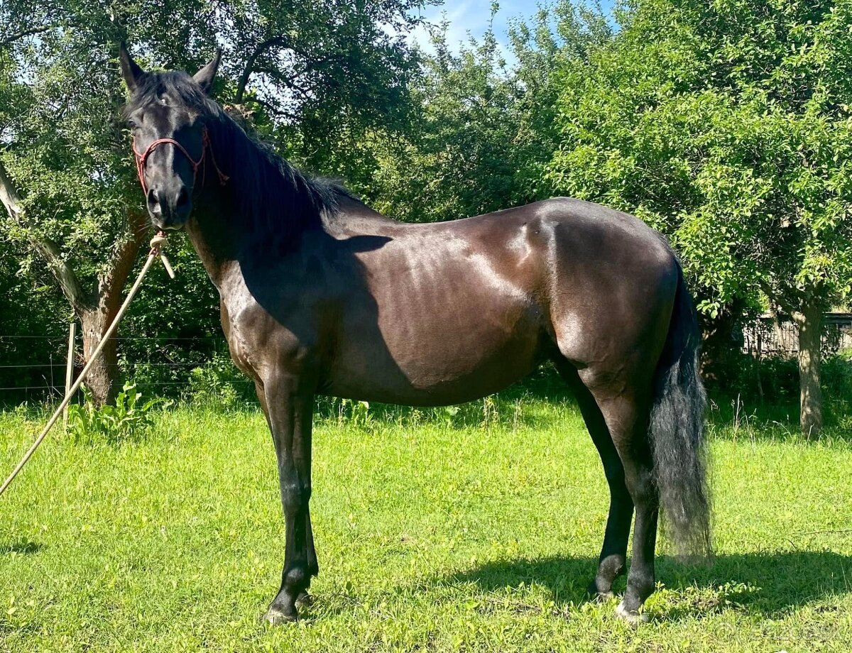 Andalusian mare for sale