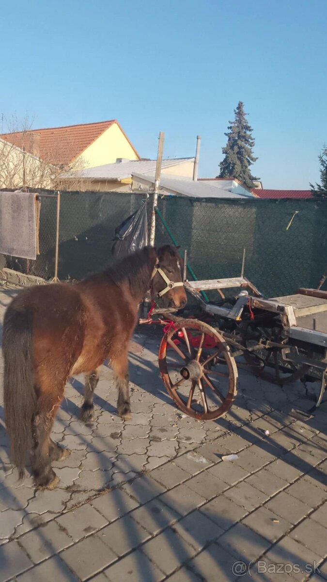 Predám ponika