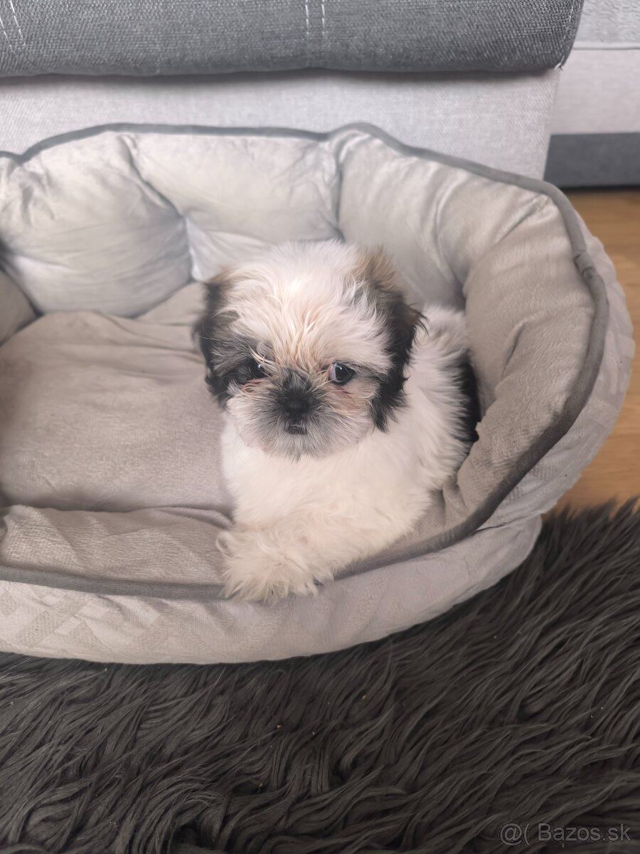 Predám šteniatka Shi-tzu ši-cu šicu shihtzu