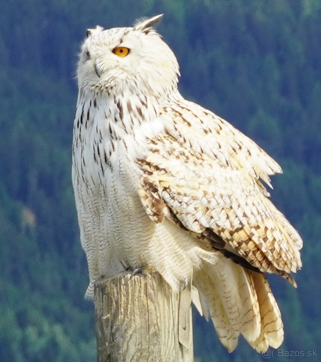 Výr veľký západosibírsky (Bubo bubo sibiricus)