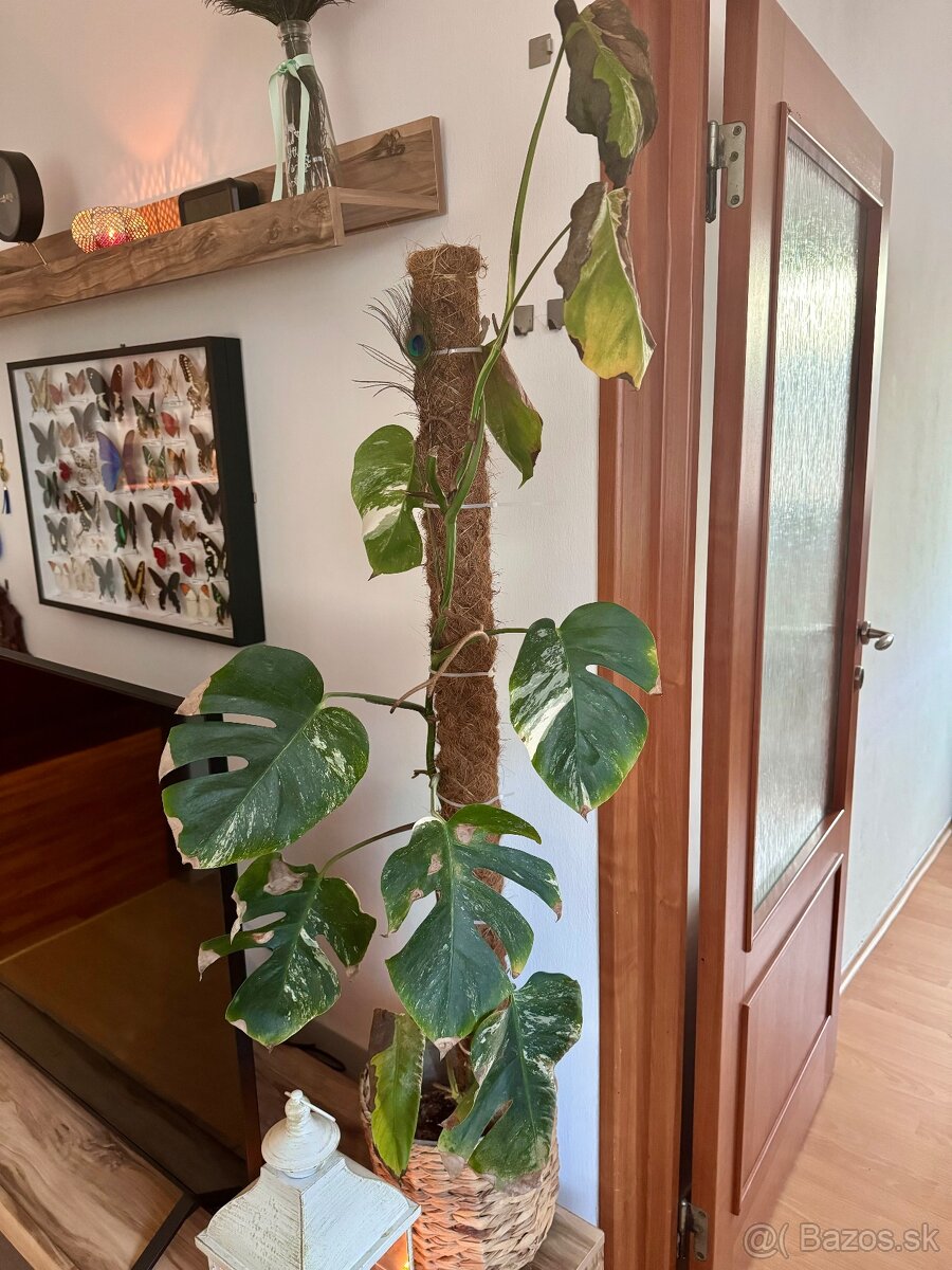 Monstera albo