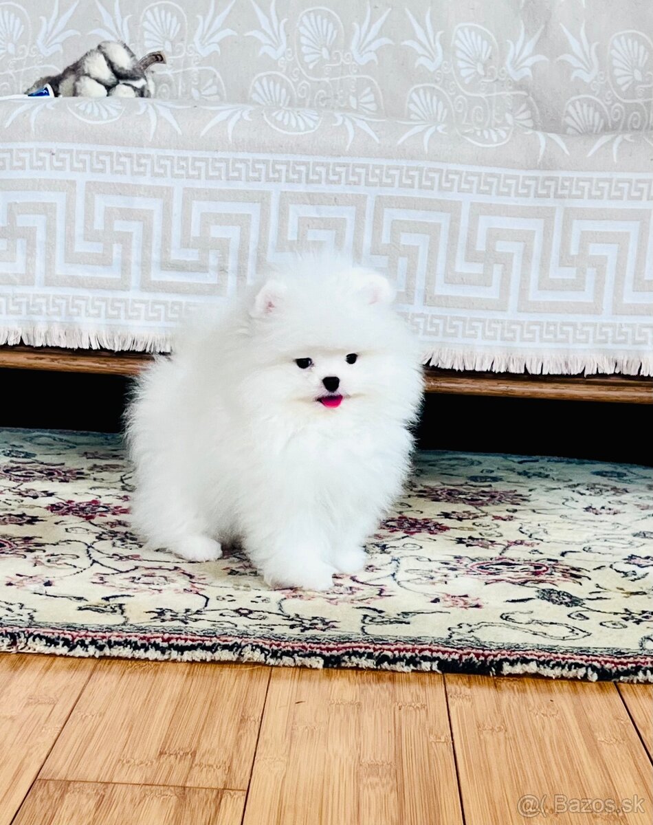 Pomeranian