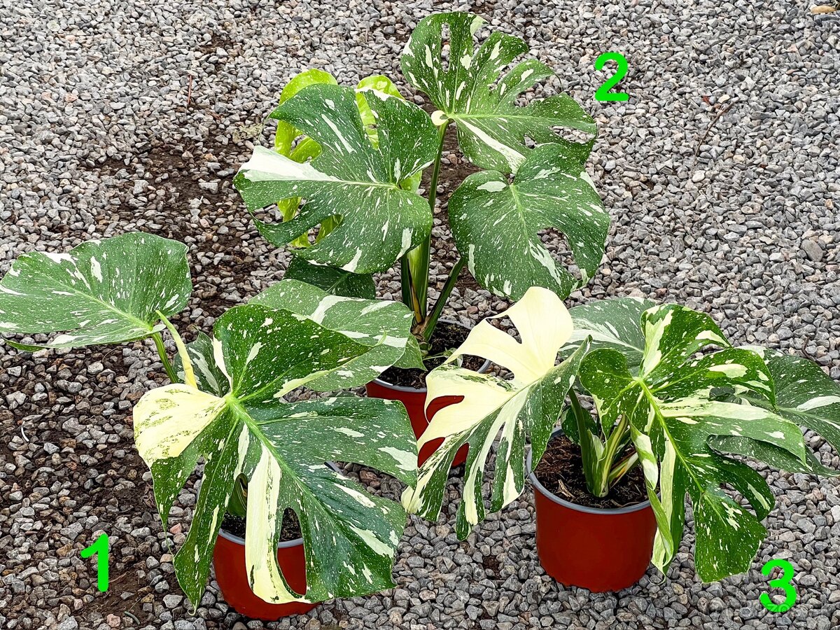 Monstera THAI CONSTELLATION (3 kusy)