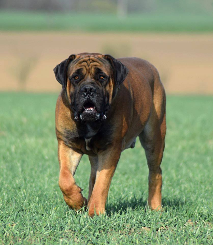 BOERBOEL BALLOTADA -búrský buldok - jihoafrický boerboel