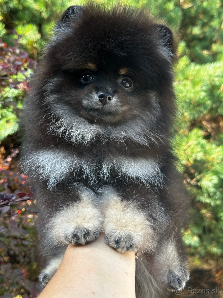 Pomeranian FCI