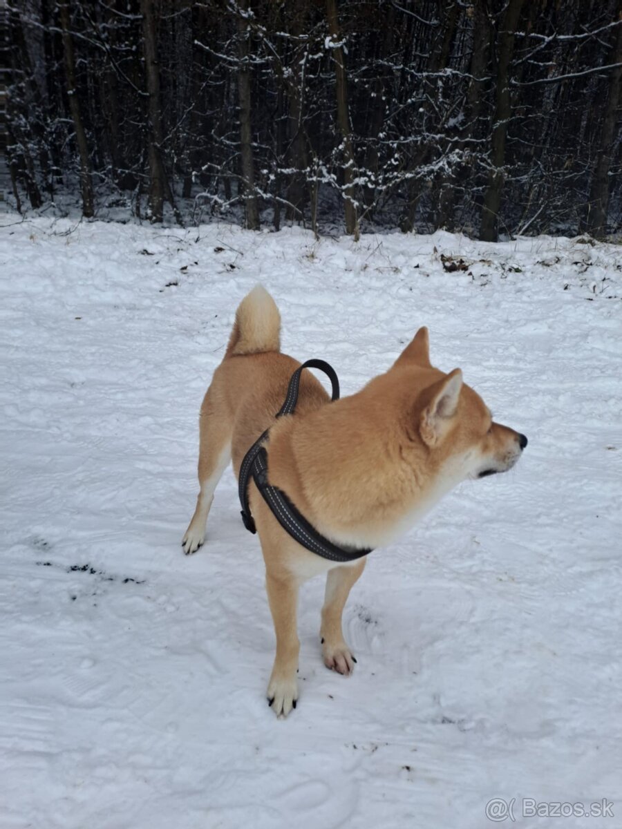 Shiba Inu