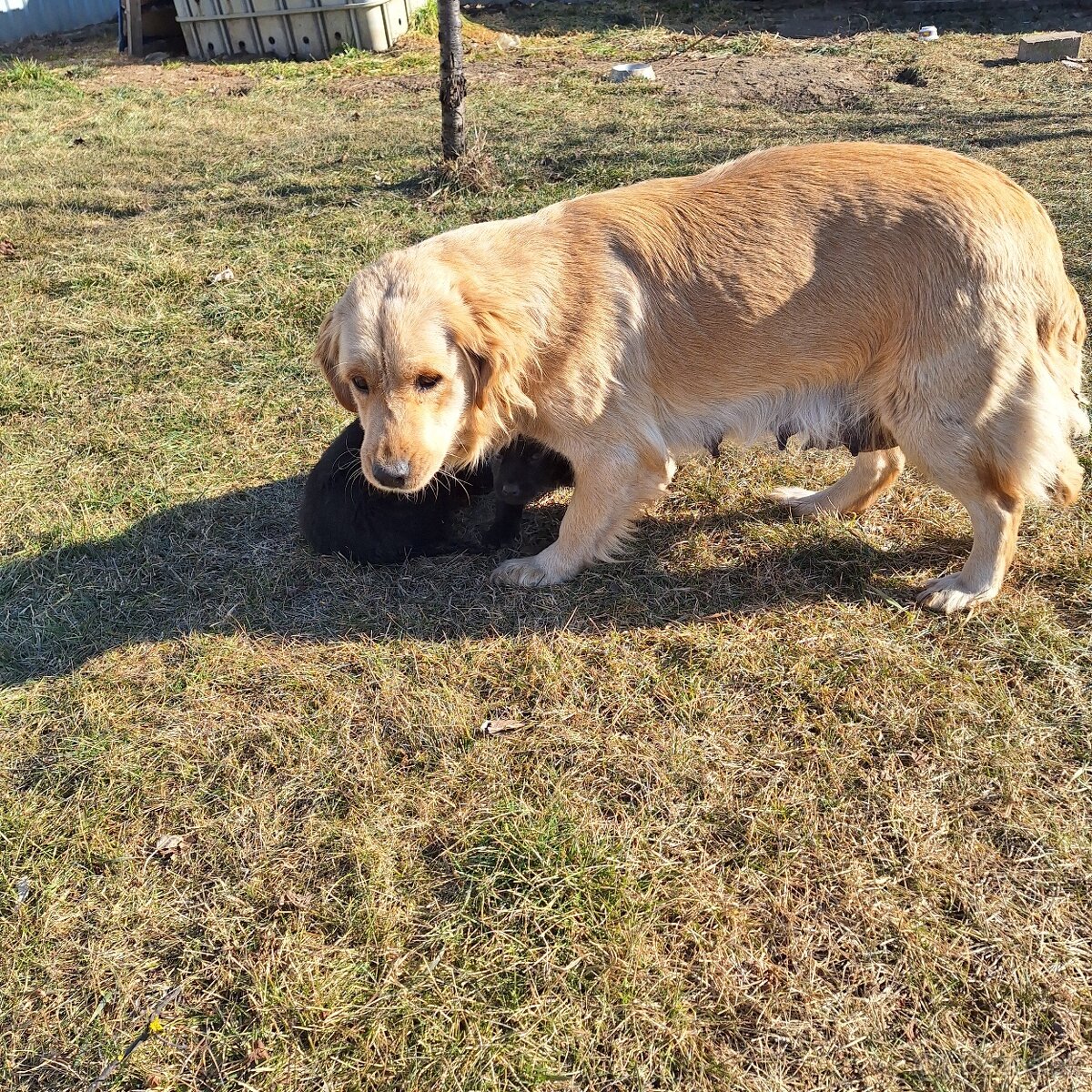 Zlaty retriver