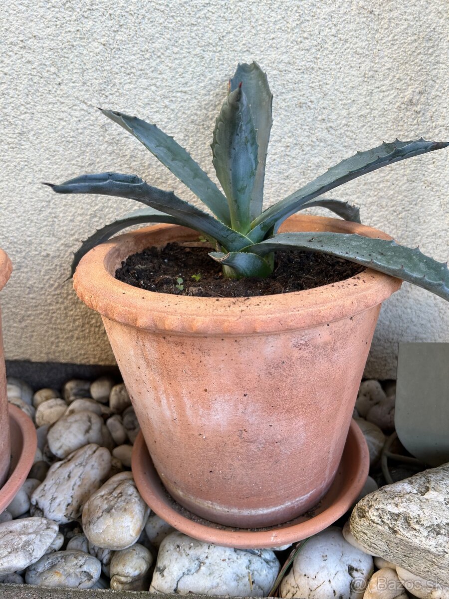 Agave (20cm) v ozdobnom hlinenom crepniku