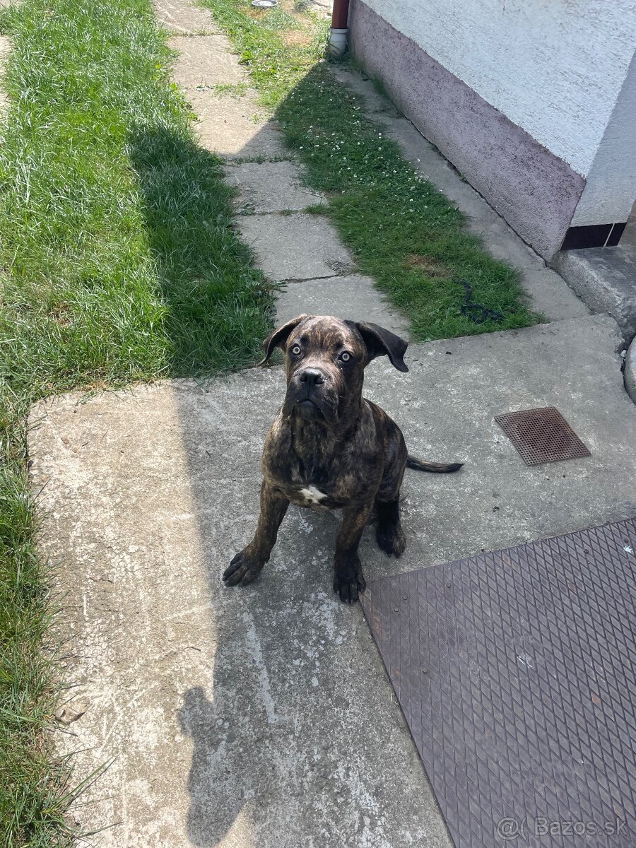 Cane corso