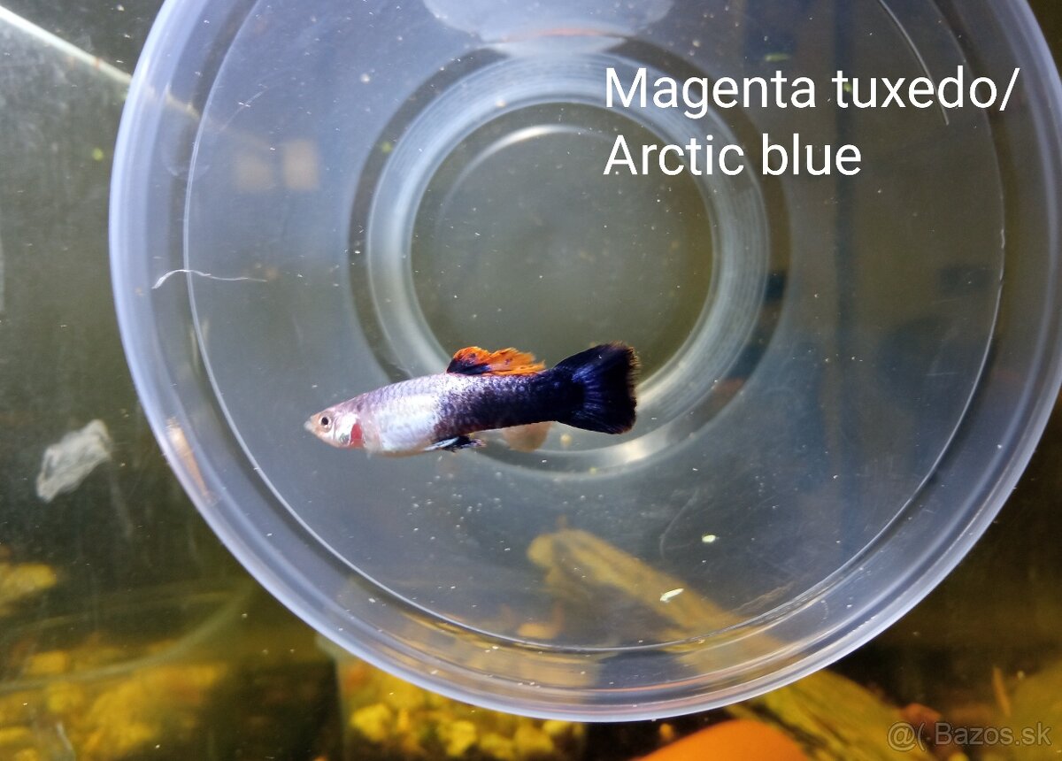 Gupka Arctic blue cistalinia