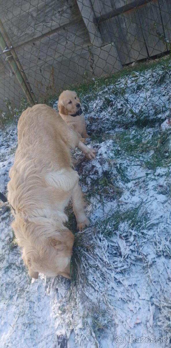 Zlaty retriever