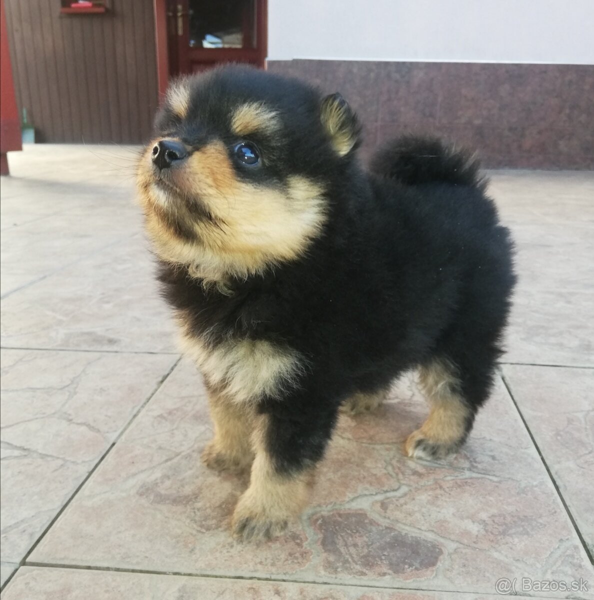 Špic pomeranian