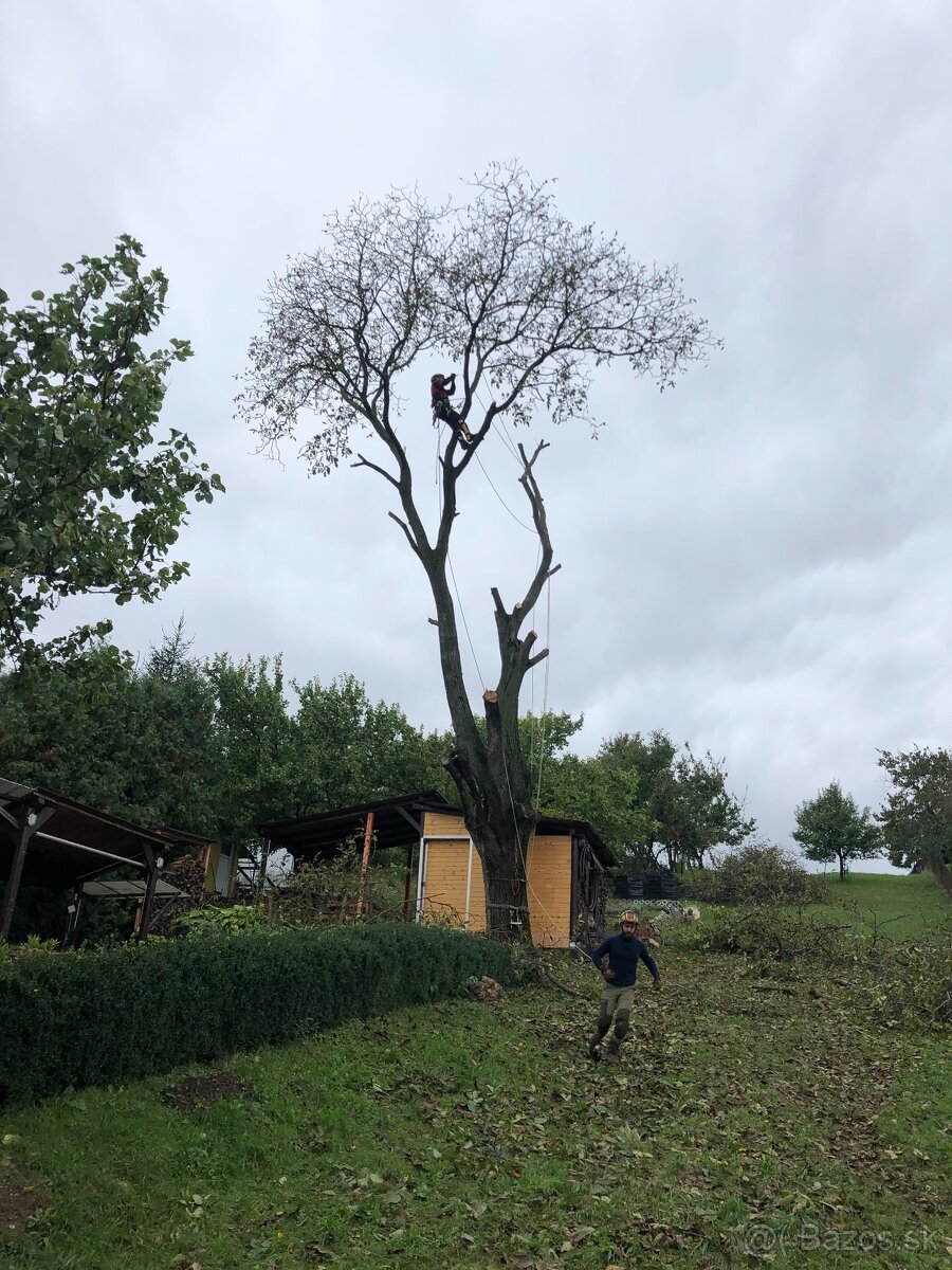 Rizikove pílenie a výrub stromov