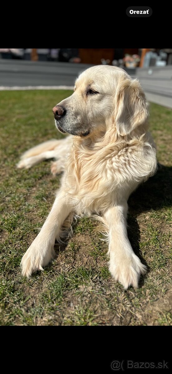 Zlatý retriever na krytie