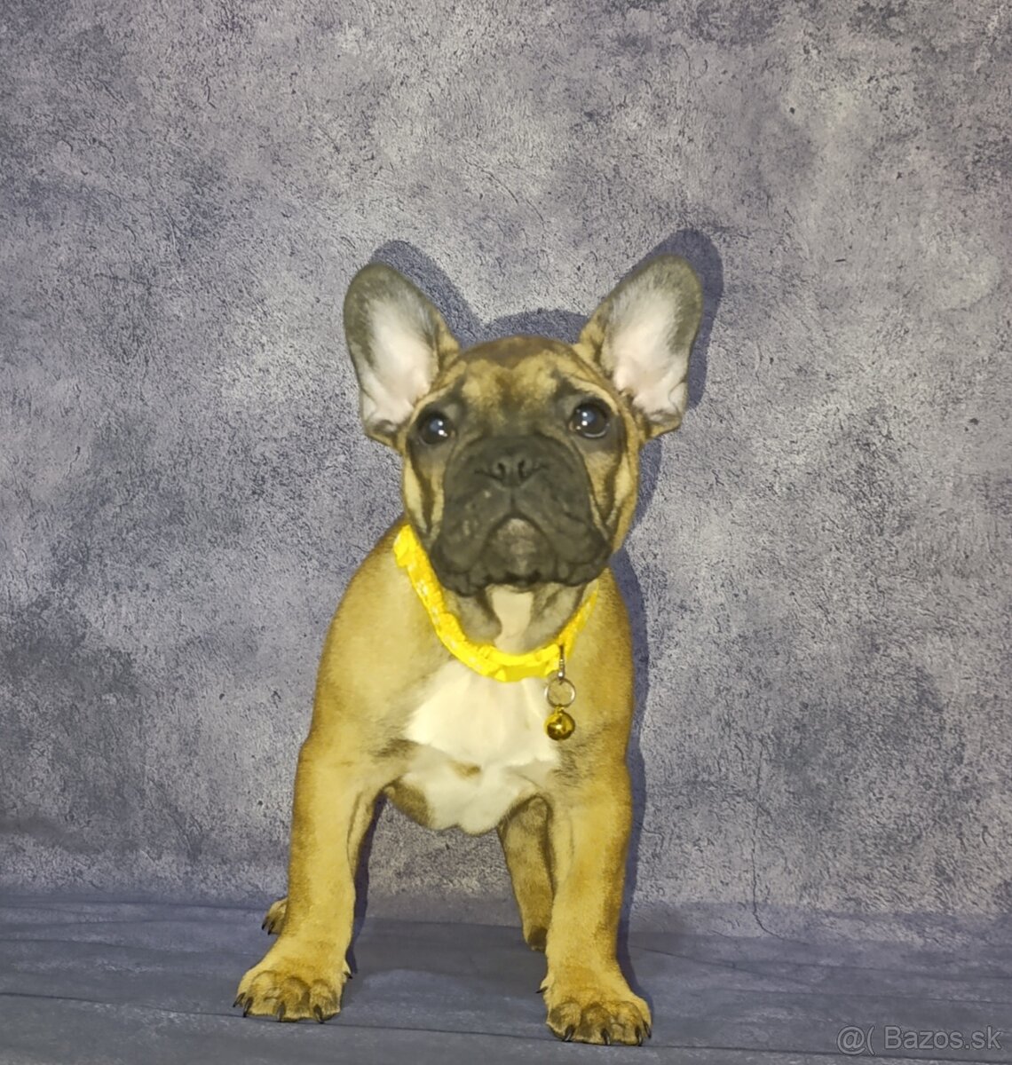 Francúzsky buldoček s PP/French bulldog