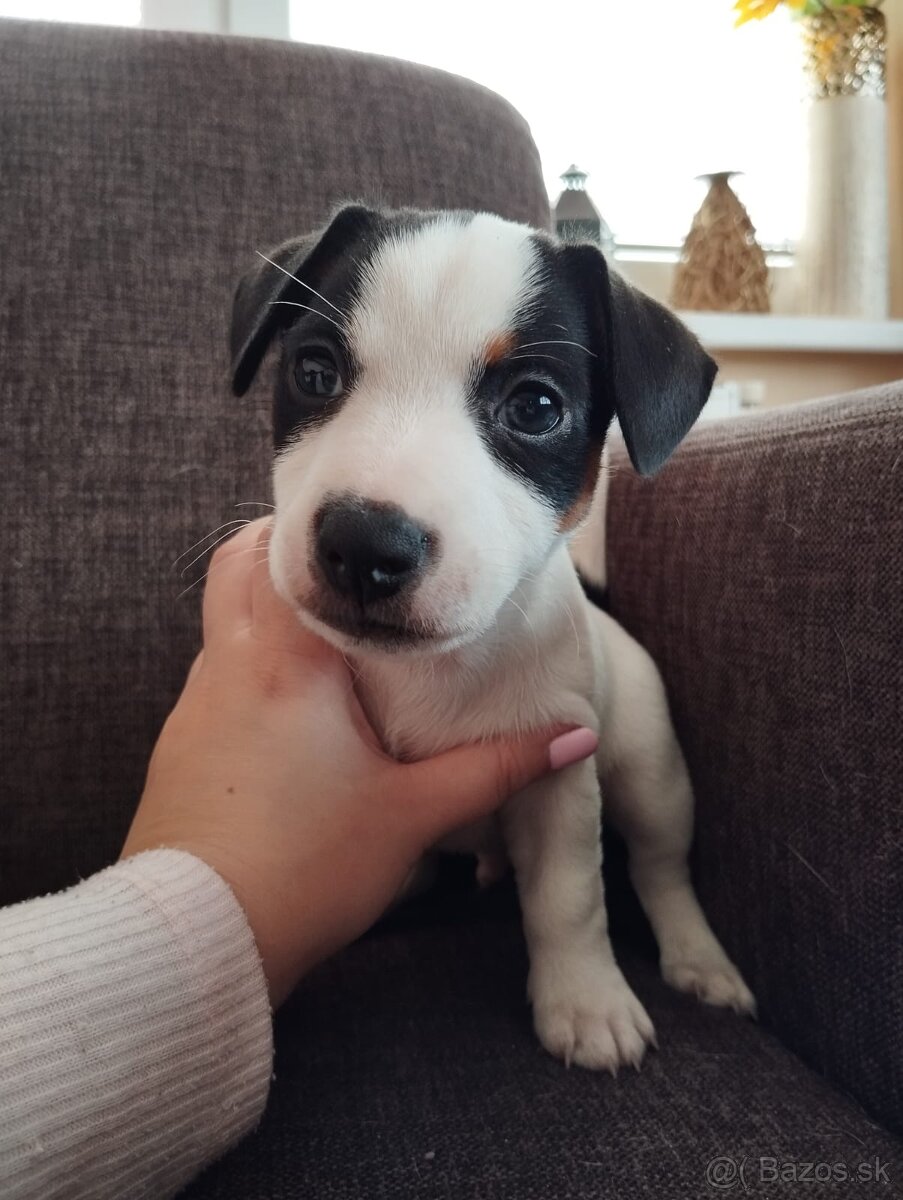 Jack russel terier