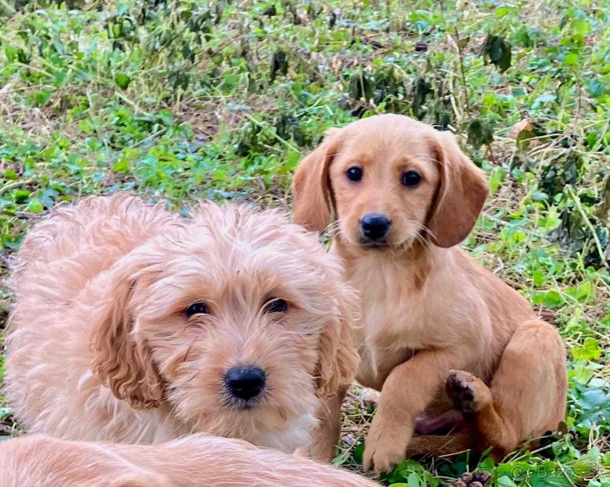 Labradoodle mini