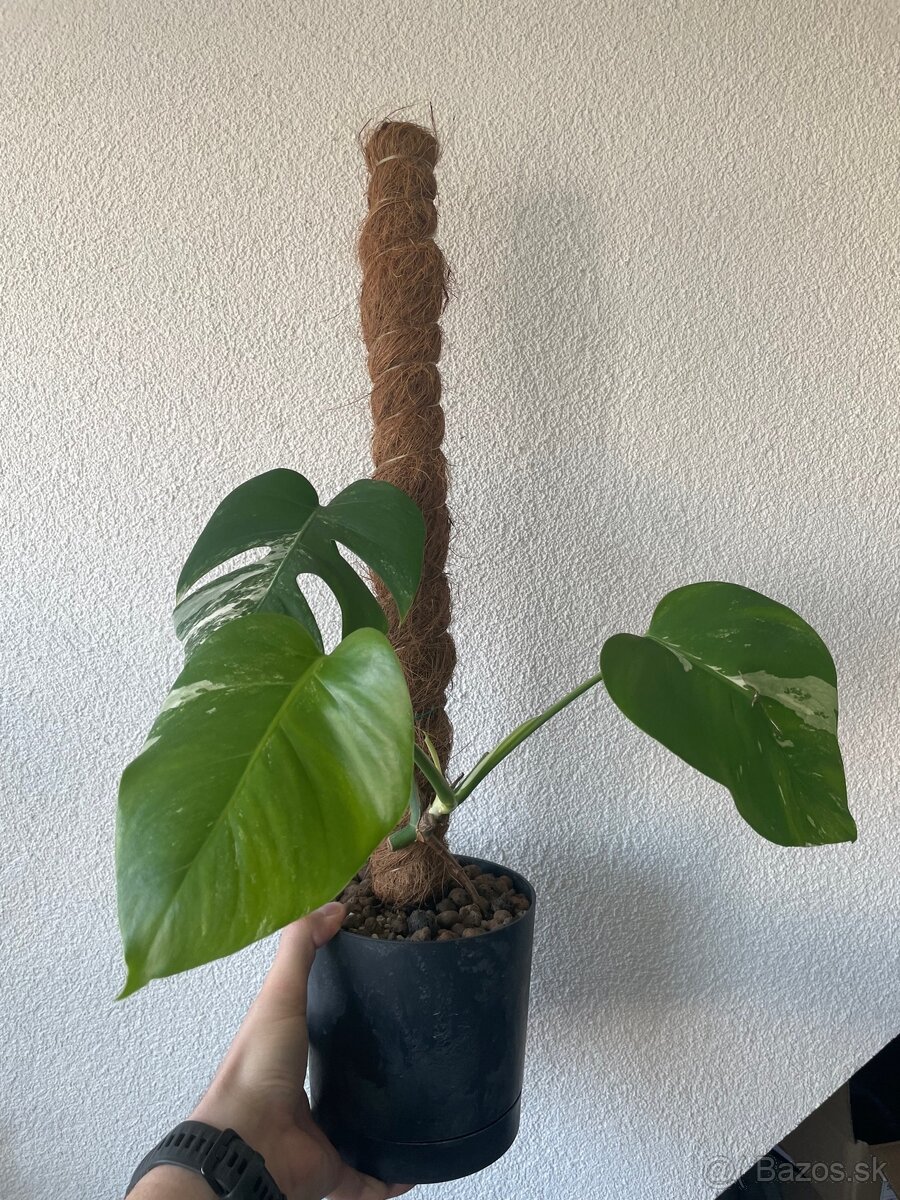 Monstera albo var.