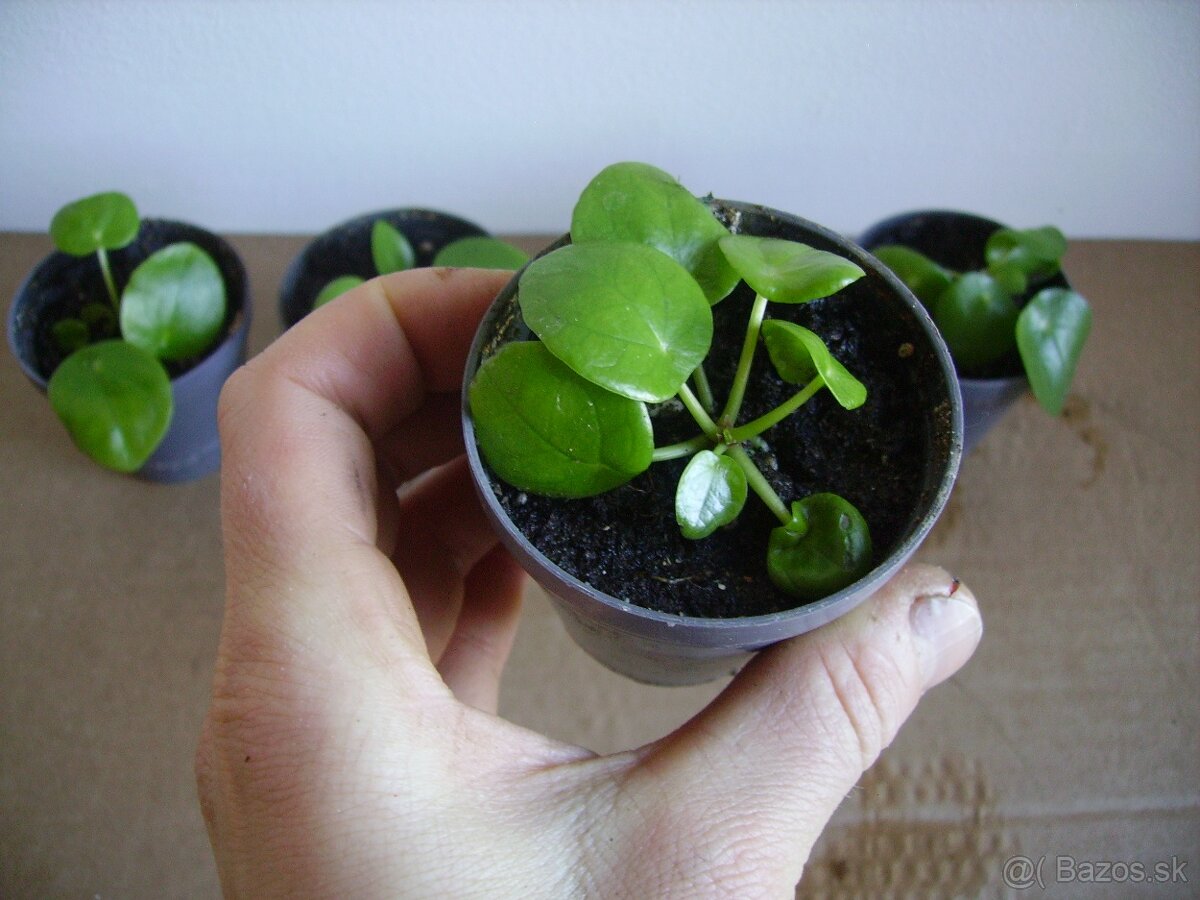 Pilea peperomioides - mládniky