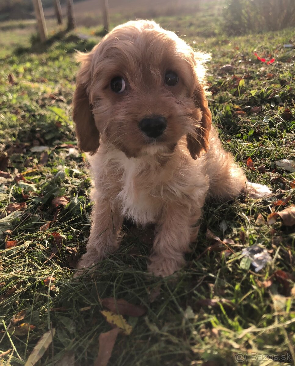 Cavapoo kavapoo